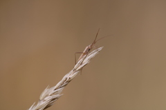 Stenodema laevigata