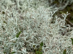 Cladonia ciliata