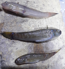 Acentrogobius dayi