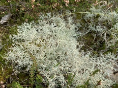 Cladonia ciliata