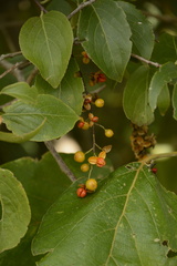 Celastrus paniculatus