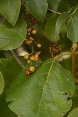 Celastrus paniculatus