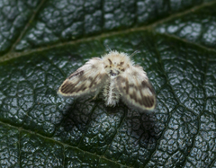 Tonnoiriella pulchra
