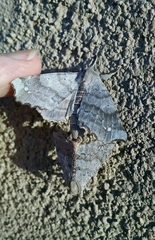 Olceclostera seraphica