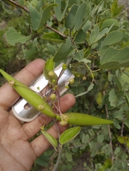Vincetoxicum indicum