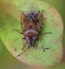 Kleidocerys resedae