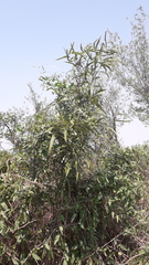 Nectandra angustifolia