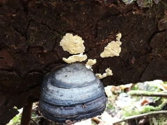 Antrodiella citrinella