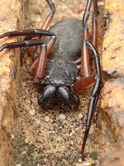 Platyoides walteri