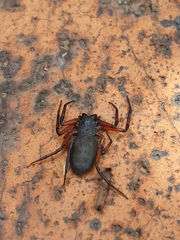 Platyoides walteri