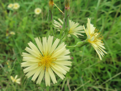 Lactuca serriola