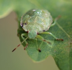 Palomena prasina
