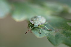 Palomena prasina