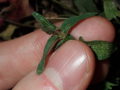 Scutellaria racemosa
