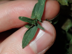 Scutellaria racemosa