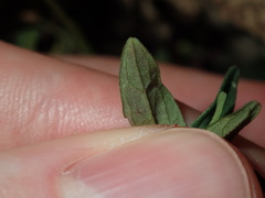 Scutellaria racemosa