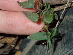 Scutellaria racemosa