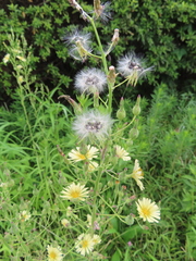 Lactuca serriola