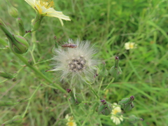 Lactuca serriola