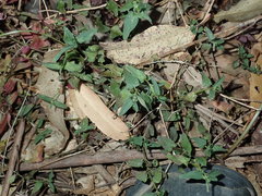 Scutellaria racemosa