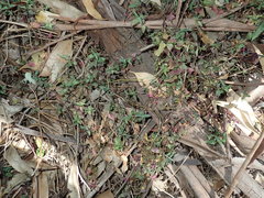 Scutellaria racemosa