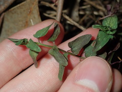 Scutellaria racemosa