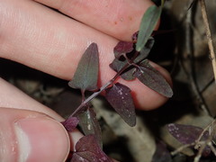 Scutellaria racemosa