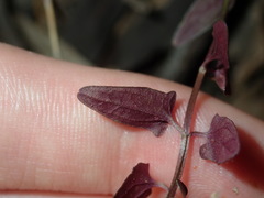 Scutellaria racemosa