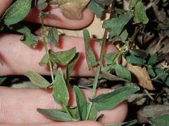 Scutellaria racemosa
