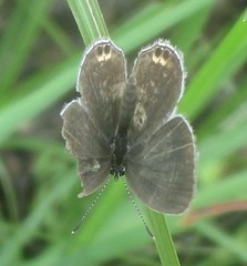 Euchrysops cnejus cnejus