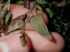 Scutellaria racemosa