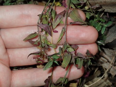 Scutellaria racemosa