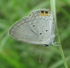 Euchrysops cnejus cnejus