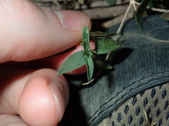 Scutellaria racemosa