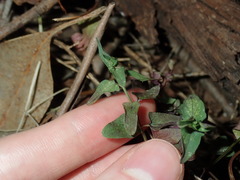 Scutellaria racemosa