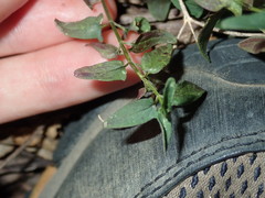 Scutellaria racemosa