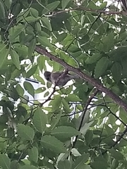 Passer domesticus