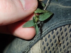 Scutellaria racemosa