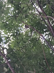 Passer domesticus