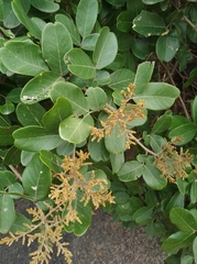 Sapindus emarginatus