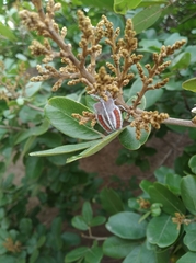 Sapindus emarginatus
