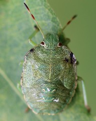 Palomena prasina