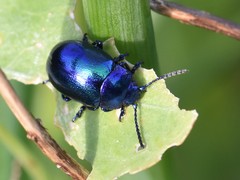 Chrysolina coerulans