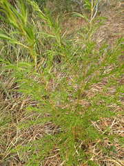 Prostanthera nivea