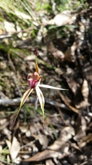 Caladenia reticulata