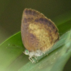 Arhopala perimuta