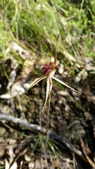 Caladenia reticulata