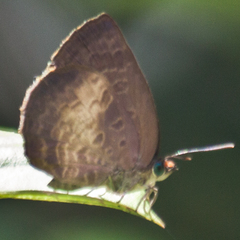 Arhopala perimuta