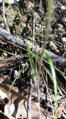 Caladenia reticulata