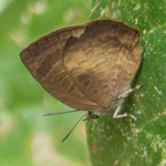 Arhopala perimuta